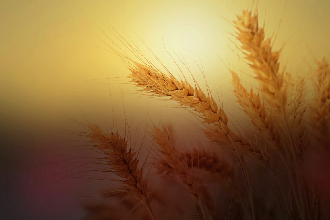 wheat-2713927_1920.jpg